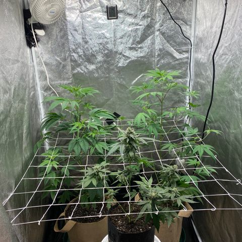 Plant #2 growlog timeline photo