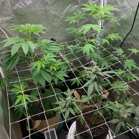 Plant #2 growlog timeline photo