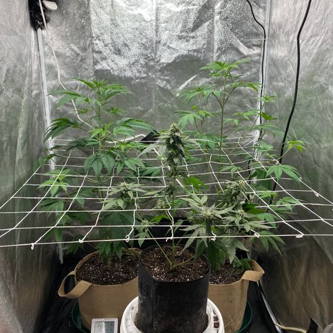 Plant #2 growlog timeline photo