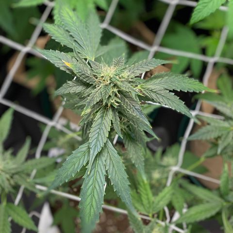 Plant #2 growlog photo: • Day 1 after giving nutrients