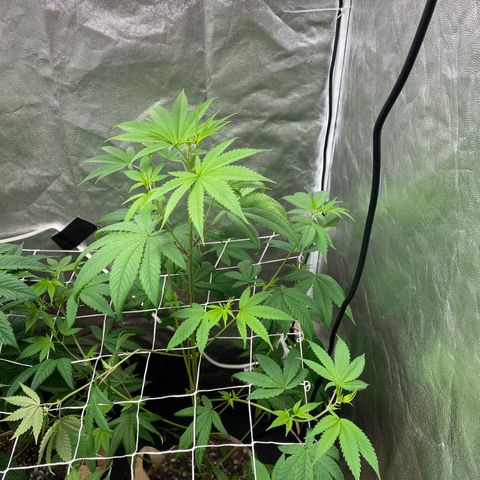 Plant #2 growlog photo: • Day 1 after giving nutrients