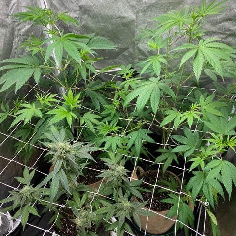 Plant #2 growlog photo: • 11 days since initial flip (12/12)
• 6 days since changing to 11/13