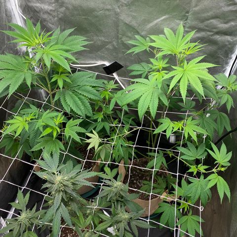 Plant #2 growlog photo: • Day 1 after giving nutrients