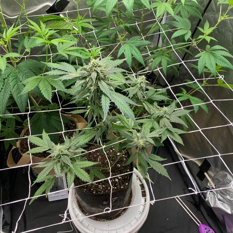 Plant #2 growlog photo: • 11 days since initial flip (12/12)
• 6 days since changing to 11/13