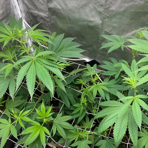 Plant #2 growlog photo: • 11 days since initial flip (12/12)
• 6 days since changing to 11/13