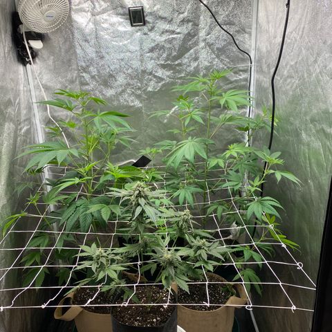 Plant #2 growlog photo: • 11 days since initial flip (12/12)
• 6 days since changing to 11/13
