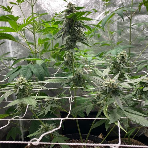 Plant #2 growlog photo: • 11 days since initial flip (12/12)
• 6 days since changing to 11/13