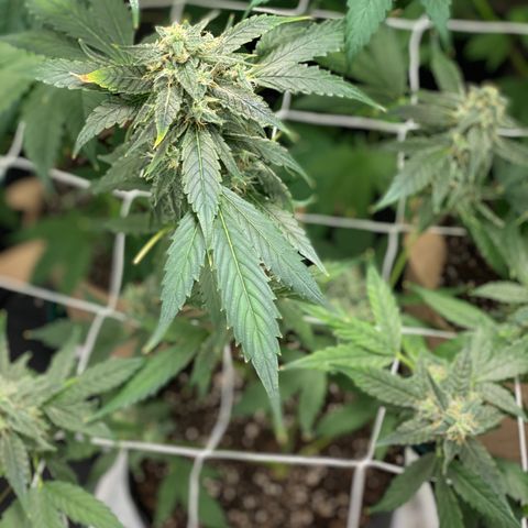 Plant #2 growlog photo: • 16 days since initial flip (12/12)
• 11 days since changing to 11/13