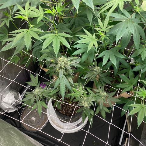 Plant #2 growlog photo: • 16 days since initial flip (12/12)
• 11 days since changing to 11/13