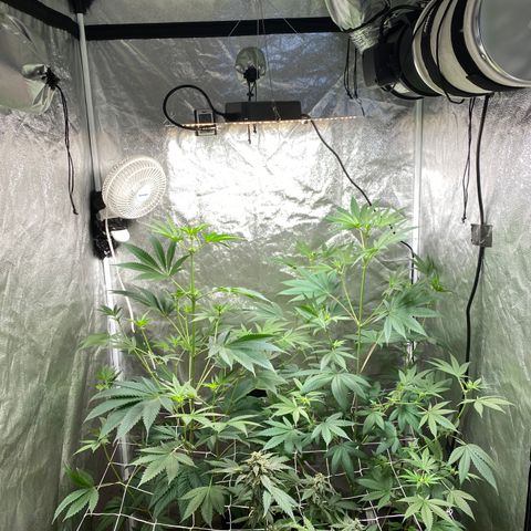 Plant #2 growlog photo: • 16 days since initial flip (12/12)
• 11 days since changing to 11/13
• Photoperiod plants are now only 8 inches from light source.
• Plant 1 has grown 19 inches since flip
• Plant 2 has grown 0.5 inches since flip
• Plant 3 has grown 16 inches since flip