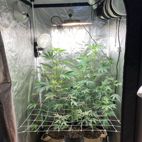 Plant #2 growlog photo: • 16 days since initial flip (12/12)
• 11 days since changing to 11/13
• Photoperiod plants are now only 8 inches from light source.
• Plant 1 has grown 19 inches since flip
• Plant 2 has grown 0.5 inches since flip
• Plant 3 has grown 16 inches since flip