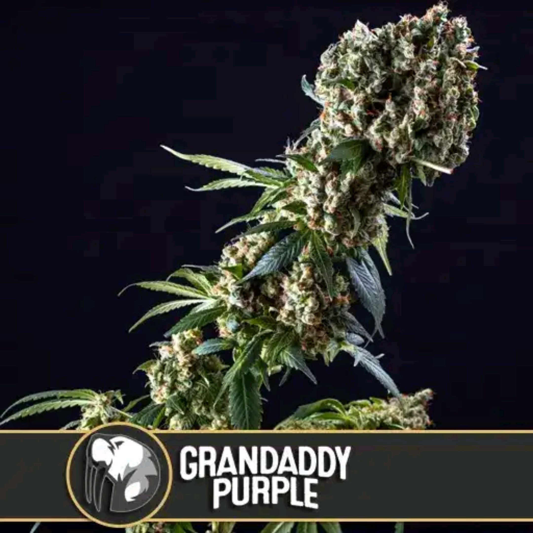 Granddaddy Purple growlog header