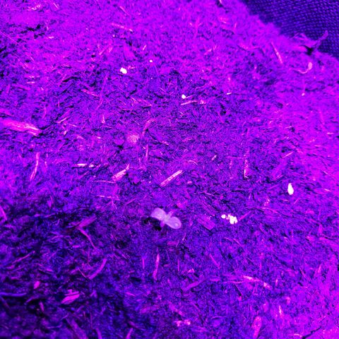 Tangerine Dream Automatic #1 growlog timeline photo