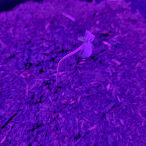 Northern Lights Automatic #1 growlog timeline photo