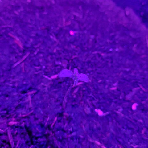 Tangerine Dream Automatic #1 growlog timeline photo