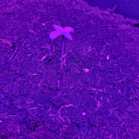 Tangerine Dream Automatic #1 growlog timeline photo