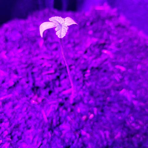 Northern Lights Automatic #1 growlog timeline photo