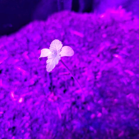 Northern Lights Automatic #1 growlog timeline photo