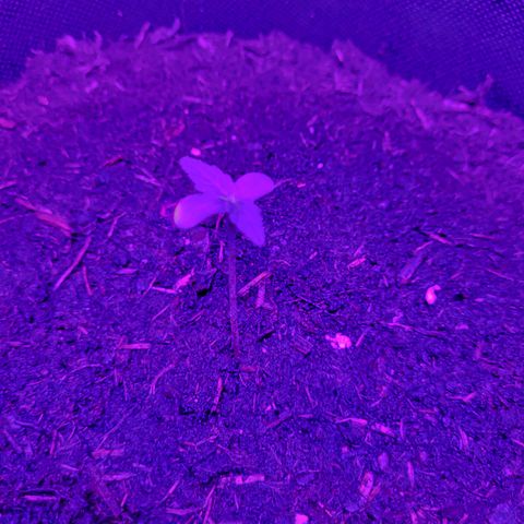 Tangerine Dream Automatic #1 growlog timeline photo
