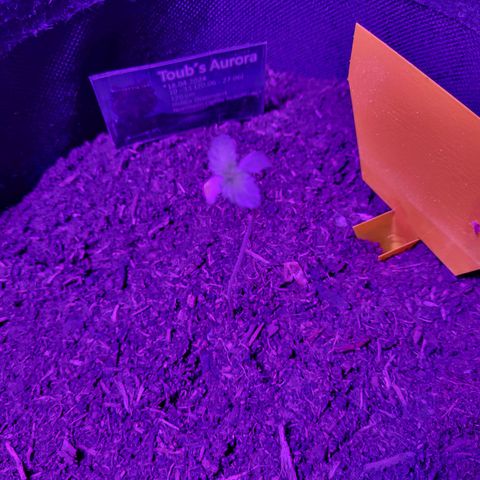 Northern Lights Automatic #1 growlog timeline photo