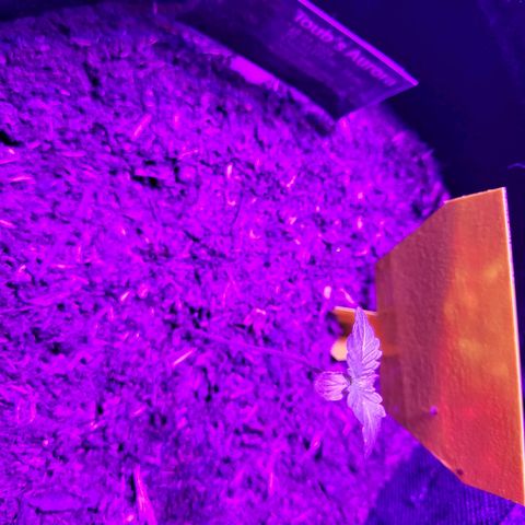 Northern Lights Automatic #1 growlog timeline photo