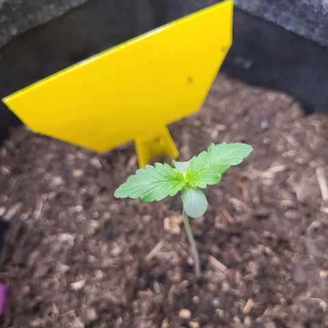 Northern Lights Automatic #1 growlog timeline photo