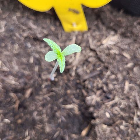 Amnesia Haze Automatic #1 growlog timeline photo