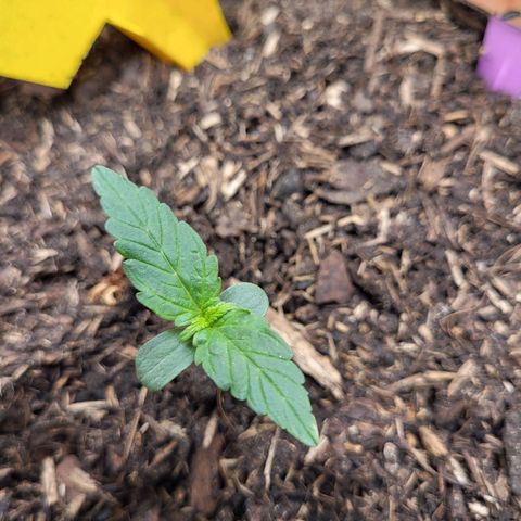 Tangerine Dream Automatic #1 growlog timeline photo