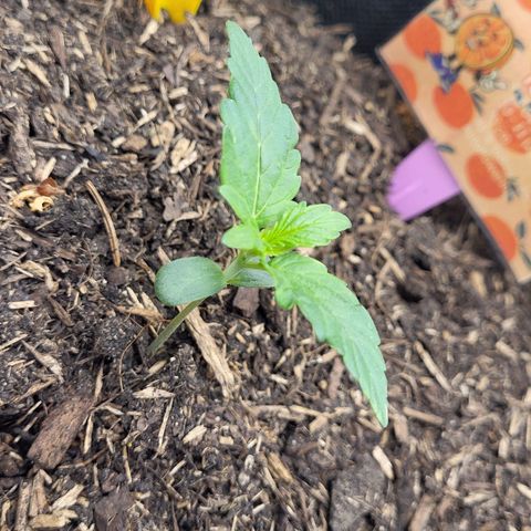 Tangerine Dream Automatic #1 growlog timeline photo