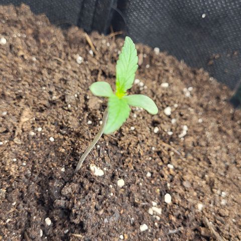 Amnesia Haze Automatic #1 growlog timeline photo