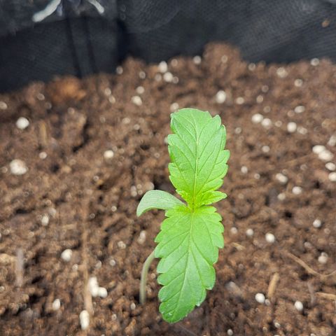 Northern Lights Automatic #1 growlog timeline photo