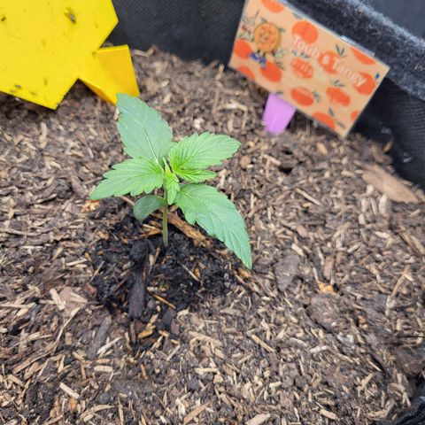 Tangerine Dream Automatic #1 growlog timeline photo