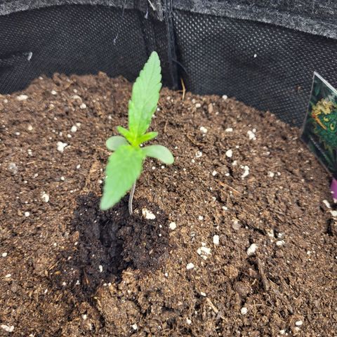 Amnesia Haze Automatic #1 growlog timeline photo