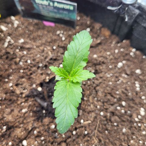 Northern Lights Automatic #1 growlog timeline photo