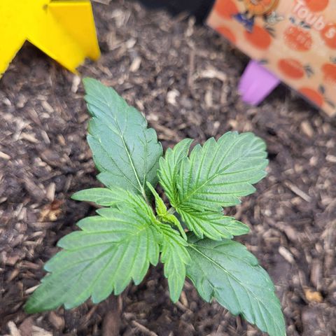Tangerine Dream Automatic #1 growlog timeline photo