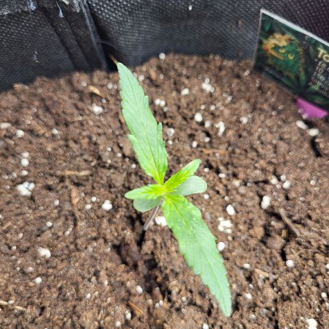 Amnesia Haze Automatic #1 growlog timeline photo