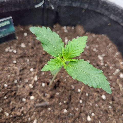 Northern Lights Automatic #1 growlog timeline photo