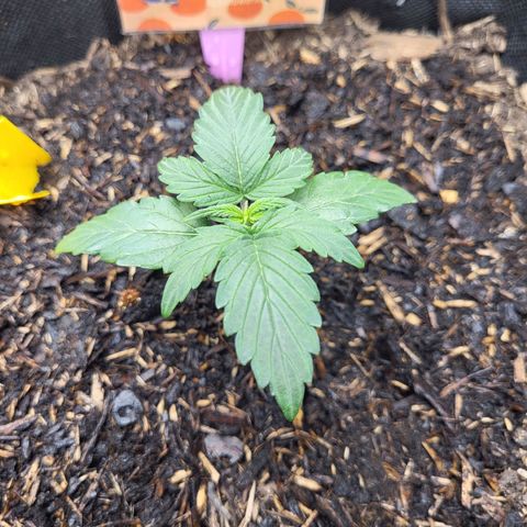 Tangerine Dream Automatic #1 growlog timeline photo