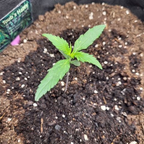 Amnesia Haze Automatic #1 growlog timeline photo