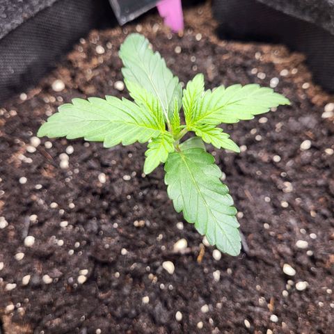 Northern Lights Automatic #1 growlog timeline photo