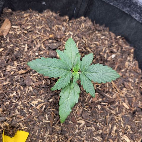 Tangerine Dream Automatic #1 growlog timeline photo