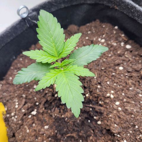 Northern Lights Automatic #1 growlog timeline photo