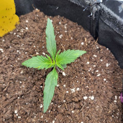 Amnesia Haze Automatic #1 growlog timeline photo