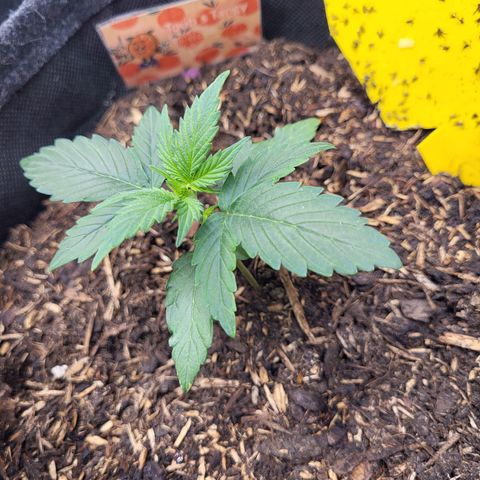 Tangerine Dream Automatic #1 growlog timeline photo