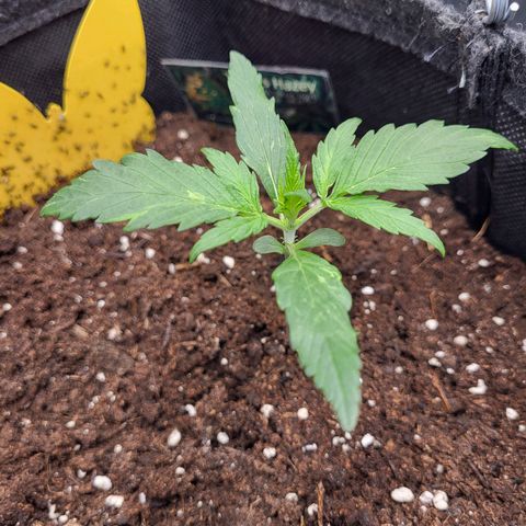 Amnesia Haze Automatic #1 growlog timeline photo