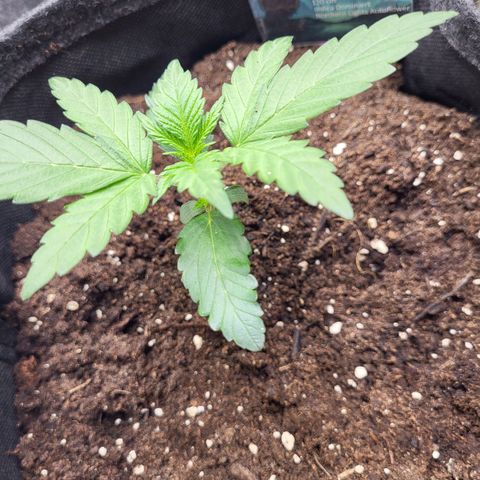 Northern Lights Automatic #1 growlog timeline photo