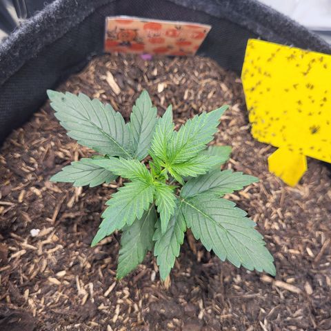 Tangerine Dream Automatic #1 growlog timeline photo