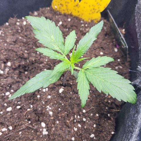 Amnesia Haze Automatic #1 growlog timeline photo