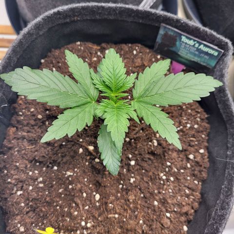 Northern Lights Automatic #1 growlog timeline photo
