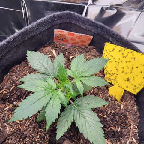 Tangerine Dream Automatic #1 growlog timeline photo